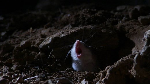 320K views · 17 reactions | Just like a wolf, this grasshopper mouse howls at the moon. | National Geographic Animals | Facebook