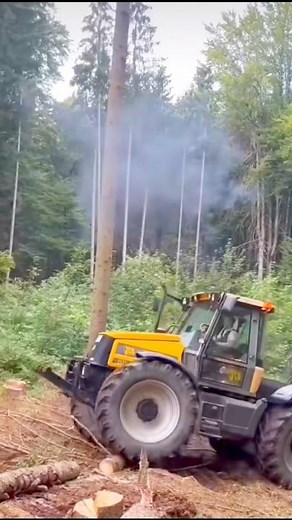 Cutting trees with Jcb tractor #treecutting #usatractor #americanfarming