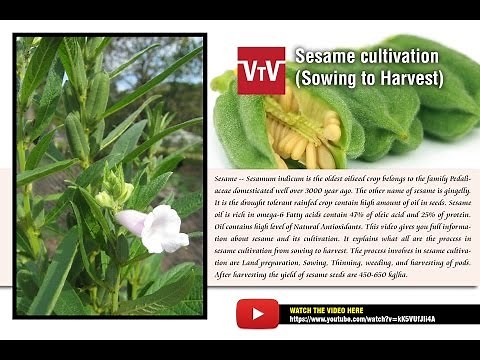 Sesame cultivation
