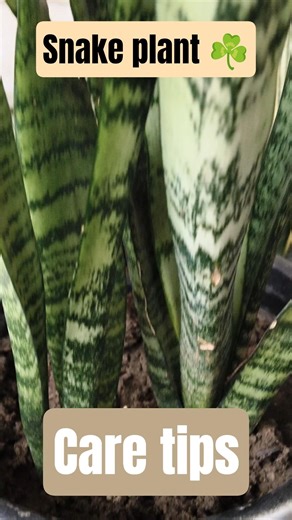 “Snake Plant Care in 30 Seconds 🌿 | Beginner Friendly #shorts”#snakeplant #ytshorts