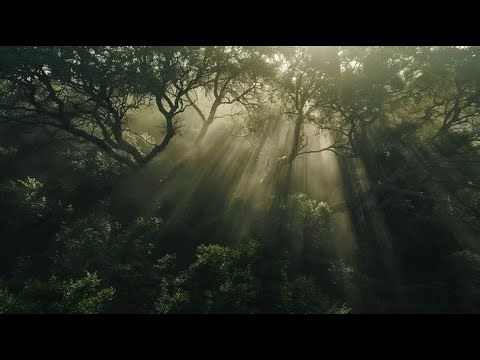 The Lord Is Near Psalm 145:18 | Gentle Piano Worship 10 Minutes