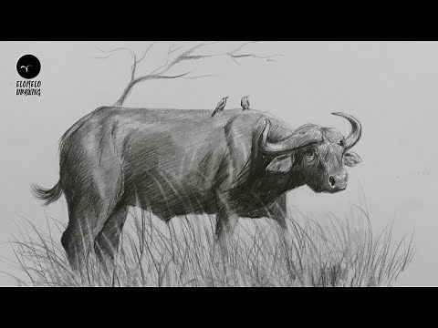 How To Draw A Buffalo : Pencil Sketch : Buffalo Drawing