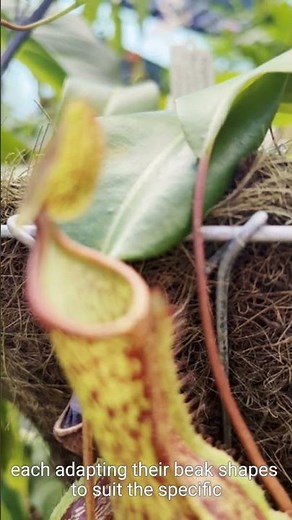 Darwin's Evolution Explained in 60 Seconds #ai