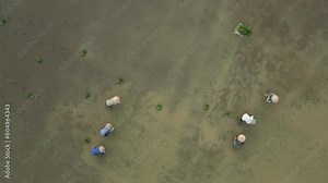 Top view of women farmers planting rice in the rice fields, Vietnam