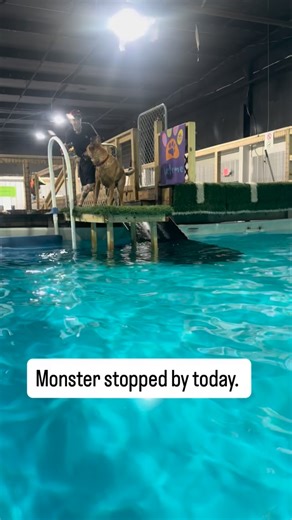 #huntsvillealabama #huntsvilleal #rocketcity #athensalabama #decaturalabama #huntsvilledogs #rocketcitydogs #northalabama #huntsvegas #dogsofhuntsville | Dog Splash