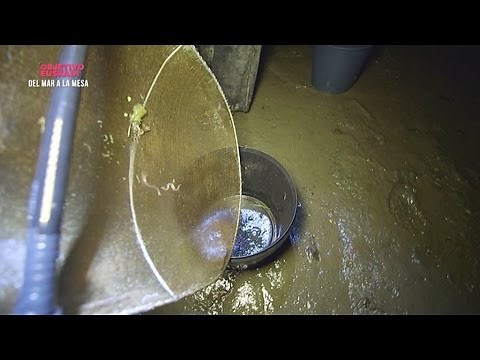 ¿Cómo se pescan las angulas?