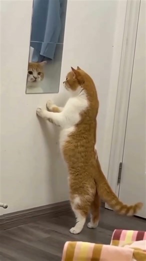 “Cat Jump Fail 😂🐱”#funnycat#catvideo#funnyanimals#animalshorts
