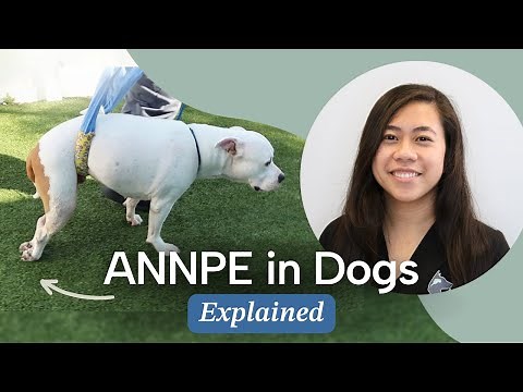 ANNPE in Dogs: Signs, Diagnosis, Cause & Treatment