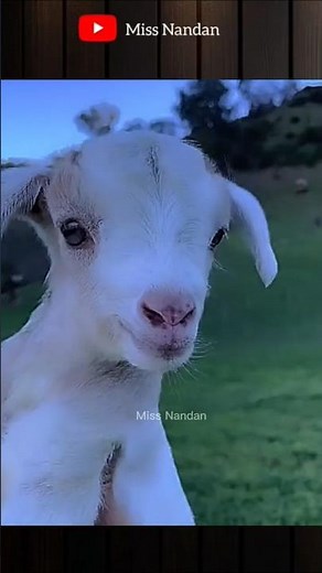 Male Goat Castration😱#goat #castration #animals