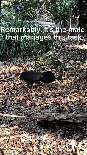 Bush Turkey Building Nest in Australia’s Wilds