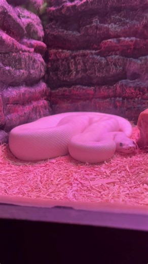 Blue eye ball python #phython #animallovers #benzanimallover #snake #snakelove #animallife