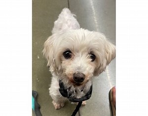 Irmo, SC - Maltese. Meet Molly a Pet for Adoption - AdoptaPet.com