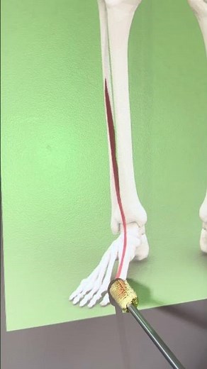 Extensor Hallucis Longus #kinesiology #anatomy #biology #anatomystudy #biomechanics