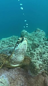 大海為什麼是藍色的？ 因為blue blue blue...🐢😂 #海龜 #海底世界 #吐泡泡 來源：@旅遊大俠王七蛋｜小紅書 | boMb01