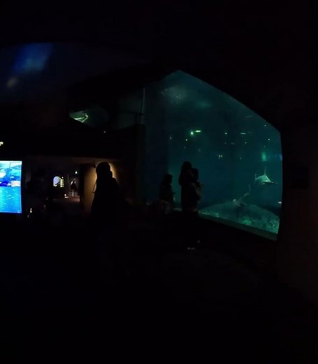 ②【葛西臨海水族園を訪れて — 初めての水族館体験を堪能してみた】第三章 📺本編はVR180の8Kバージョンで公開中！→🌊 [Exploring Kasai Rinkai Aquariumを押して‼
