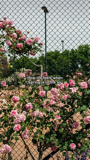 1.7K views · 21 reactions | Romanticising spring  | Museum of Australian Democracy at Old Parliament House | Facebook