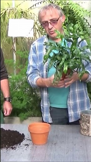 Tuto jardinage:Fougère kangourou (Microsorum diversifolium): entretien et arrosage: Plante verte