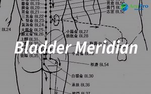 💥 The Bladder Meridian — Longest Channel, Big Impact! Ready to review the most epic meridian in TCM? This quick video gives you the essentials on the Bladder meridian—perfect for acupuncture students and busy practitioners! 🧠🌀 👉 Learn how it influences the nervous system, emotions, and fluid balance 👉 Follow its epic pathway from head to toe 👉 Go over key acupuncture points for pain, fear, and back issues It’s the longest meridian in the body—so let’s make it easy to remember! 🌱If you enj