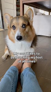 It’s comforting to hims 🥺🦶💗 | Brady the Tri-Colored Corgi