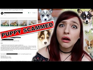Puppy Scammed | 7 Tips On How To Avoid Scammers