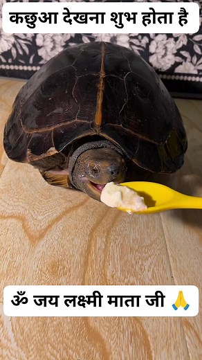 #fbreels2025ツ #turtlecrochetchallenge #viralpost2025シ #reelsdaily #reelsvideo #turtletok #turtlesoftiktok #fb #turtle #reels #turtles #turtleisland #turtlepower #turtlelove #turtlesofinstagram | Trending party