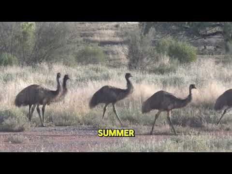 Amazing Facts About Emus
