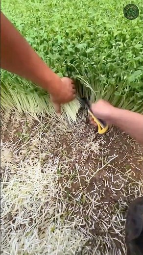 This is how microgreen farms harvest pea shoots #farming #shorts