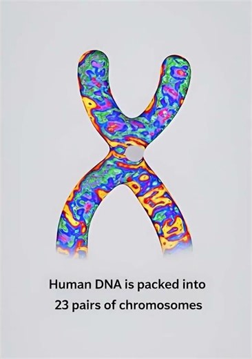 23 Pairs of Human Chromosomes