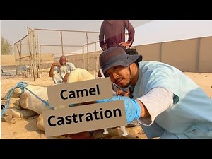 Neutering Camels!!!
