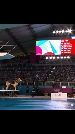 Dog Nails Perfect Olympic Dive from 1M Springboard | Flips, Crowd Cheers, Splash #divingdog #olympic