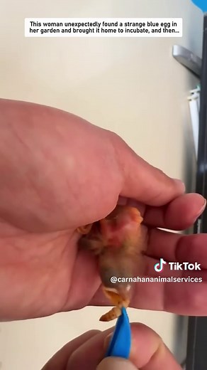 Woman Discovers Mysterious Blue Egg in Garden