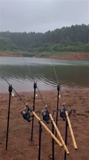 wild water Carp fishing #carpfishing #carpfish #fishing