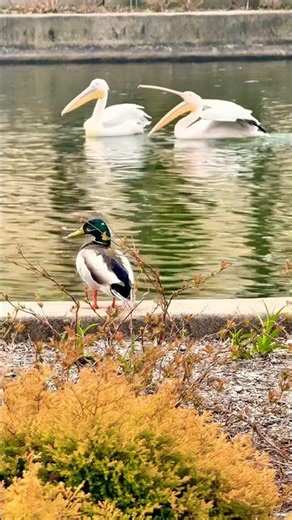 Pelican Woke Up Angry 😂🐦