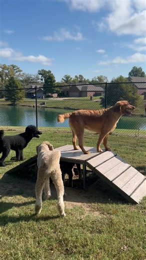 3.3K views · 50 reactions | Let's play! ✨ #doggydaycare #doggydaycarelife | Tails A Wagn' Multi Service Pet Care | Facebook