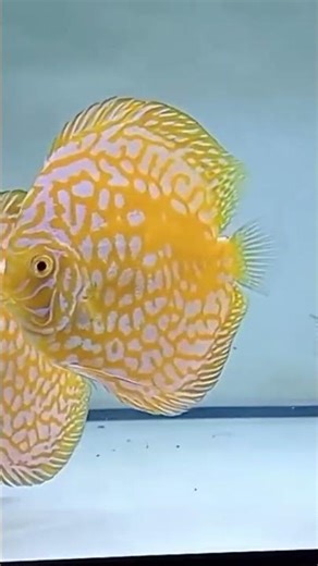 discus yellow pigeon #aquarium #discus #fish #aquascapegallery