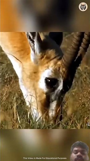 How Gazelle Protect Himself From Predators?😱 || #factshorts​ #facts​ #shorts​