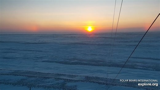 Watch Sun Dogs from Cape South! | explore.org