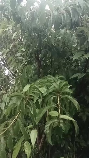 无公害李子不施肥不打药要吃的联系数量有限