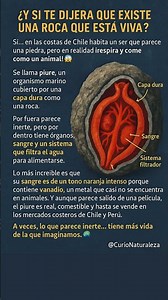 🪨 “La roca que está viva: el sorprendente secreto del piure” #NaturalezaViva #CosasIncreíbles