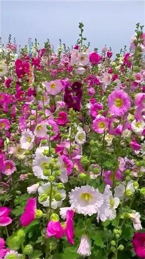 Beautiful Nature Flowers status #garden #flowers #flowervideo #trendingshorts