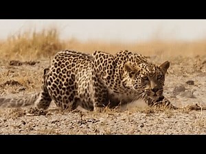 Arabian Leopard Hunting Season | Animals sky