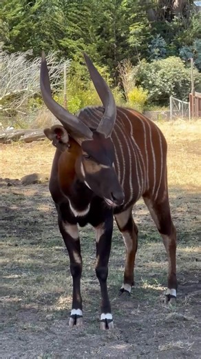 Happy World Bongo Day! Our eastern mountain bongos, male, Ricky, and females Leanne and Hayley, were celebrated today with some special enrichment and treats! Eastern mountain bongos and elands are the only species of spiral-horned antelope in which both males and females have horns. As they are a critically endangered subspecies, World Bongo Day not only raises awareness of their precarious status in the wild, but of the importance of protecting them. Their forest home, where they have been iso