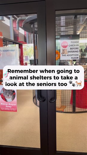 Happy #seniorsaturday 🐾🤍 which senior are you taking home? Start your adoption process at catdepot.org/adopt/ #catdepotsaveslives #adoptdontshop | Cat Depot