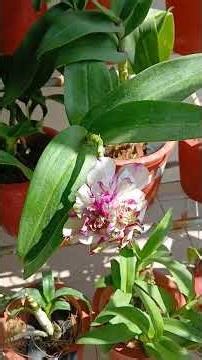 Dendrobium flowers from my balcony garden
