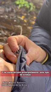 Arañas muy venenosas, pero no agresivas, en la sierra: viudas negras #arañas #viudanegra #latrodectusmactans #guardabosques #fyp #parati #reels | Biólogo Marco