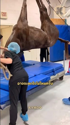 เซรุ่มแก้พิษงูทำมาจากสิ่งนี้￼