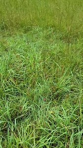 42K views · 1.9K reactions | All Natural Stormproof Torch #survival #survivalhacks #bushcraft #outdoors #outdoorlife #torch #camping | WoodsBound Outdoors | Facebook