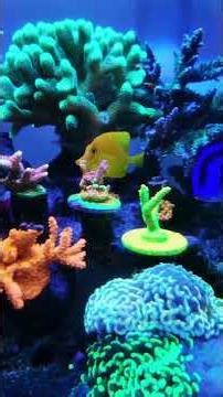 “GEMUK, WARNA NAIK, POLYP FULL EXTEND ini coral makan apa sih!🔥 #reef #coral #reeflife