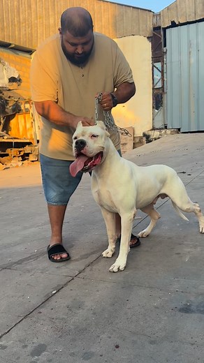 😍🤯 | رامو مولوع