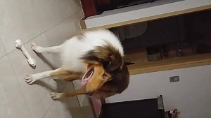 2K views · 229 reactions | From our friends at Last Chance for Korean Dogs rescue. William is in one of their foster homes and he got his first present today. Thank you all so much for the donations. We can’t wait to get him here. | Freedom Collie Rescue, Inc. | Facebook